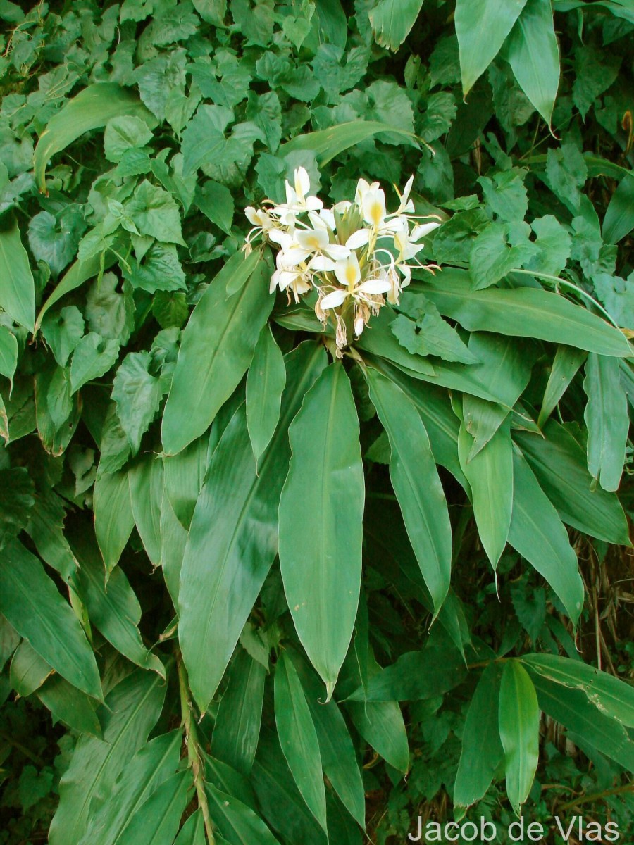 Hedychium coccineum Buch.-Ham. ex Sm.